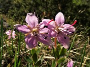 53 Rhodothamnus chamaecistus (Rododendro nano) in Val Gerona